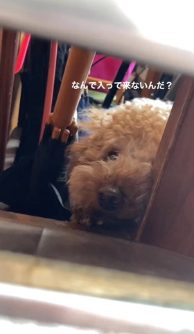 なんで入って来ないんだテロップ