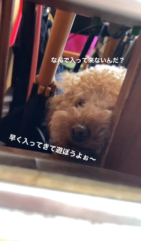 早く入ってきて遊ぼうよテロップ