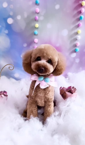 おめかししてるワンコ