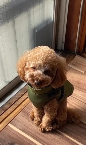 日向ぼっこしてるワンコ