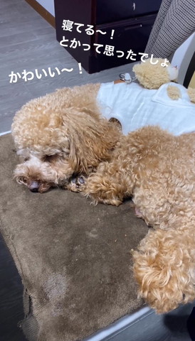 寝てるワンコ