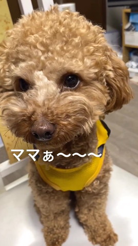 ママぁテロップ