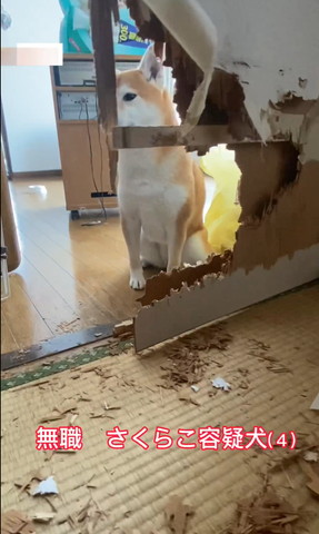 無職のさくら容疑犬テロップ
