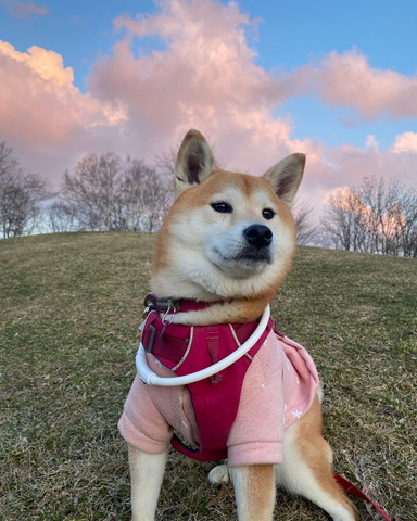 ピンクの雲と柴犬
