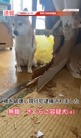 襖を破壊し現行犯逮捕テロップ
