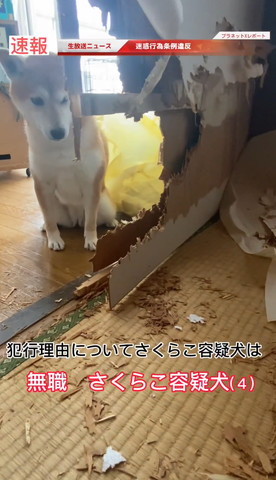 犯行理由についてテロップ