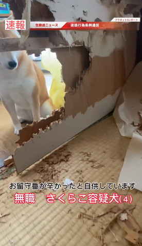お留守番が辛かったテロップ