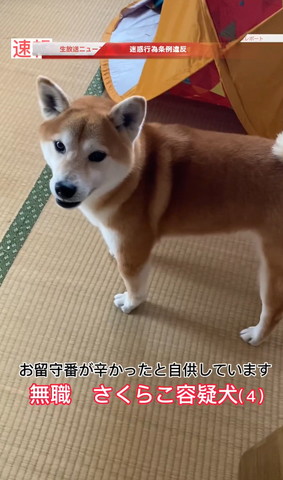 畳の部屋にワンコ