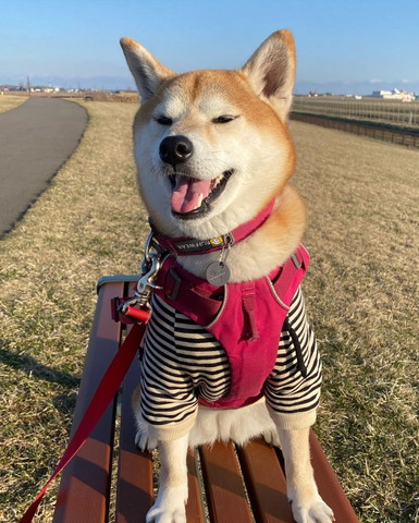 ベンチに座って笑顔のワンコ