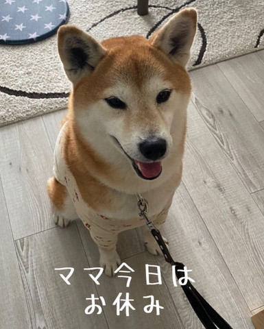 ママ今日はお休みテロップ