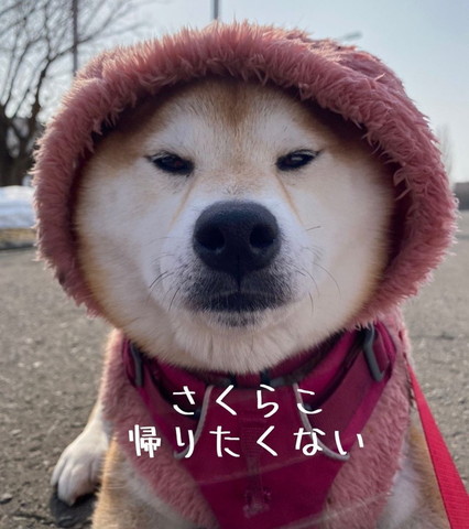 フードかぶってるワンコ