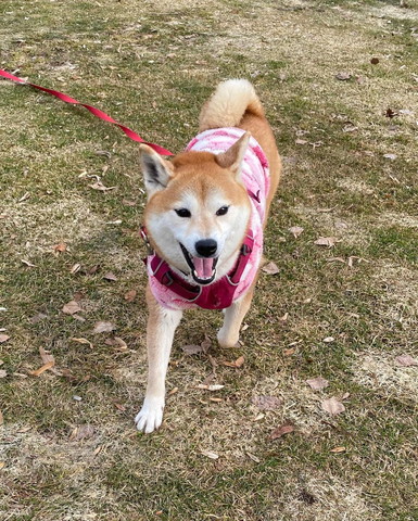 走ってるワンコ