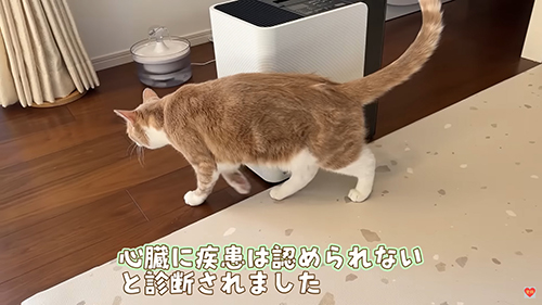 肥大型心筋症ではない