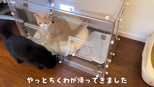 帰ってきたちくわくん
