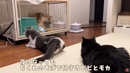 見守るビビちゃんとモカちゃん