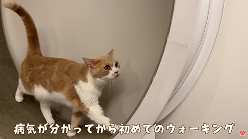 初めてのウオーキング