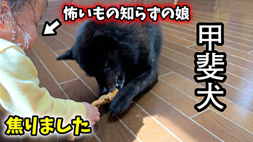 甲斐犬と女の子