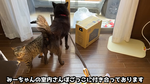 室内散歩ごっこ