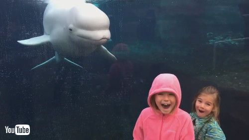 「Beluga Is Just Another Playful Child || ViralHog」