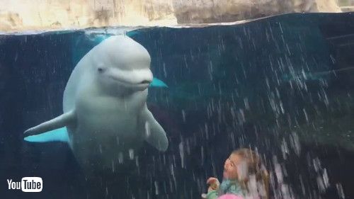 「Beluga Is Just Another Playful Child || ViralHog」