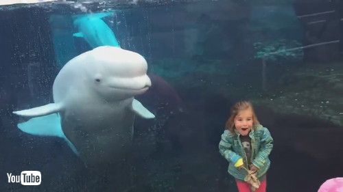 「Beluga Is Just Another Playful Child || ViralHog」