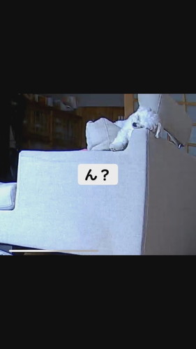 くつろぐワンコ