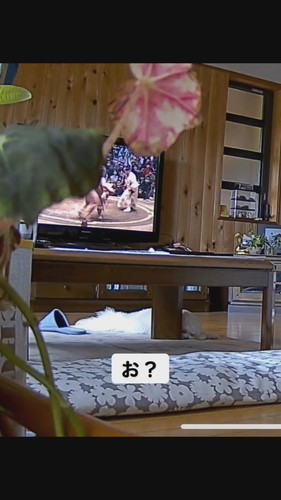 のびのびするワンコ
