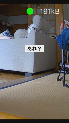 はさまるワンコ