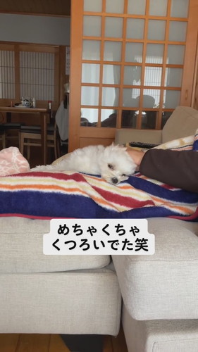 実家でくつろぐ福まるくん
