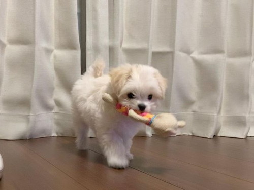 福まるくん