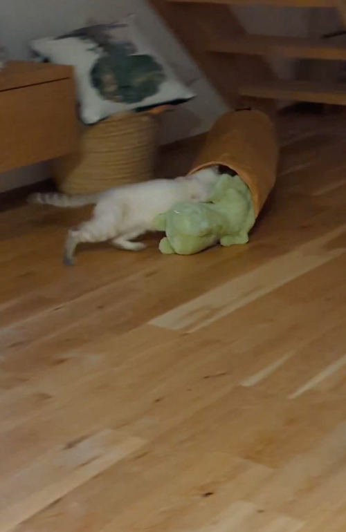 ぬいぐるみとトンネルに入りたい猫