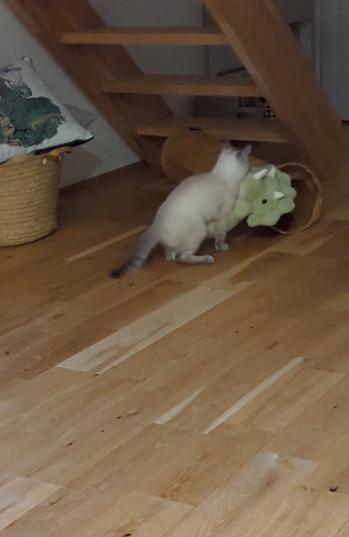 ぬいぐるみとトンネルに入りたい猫