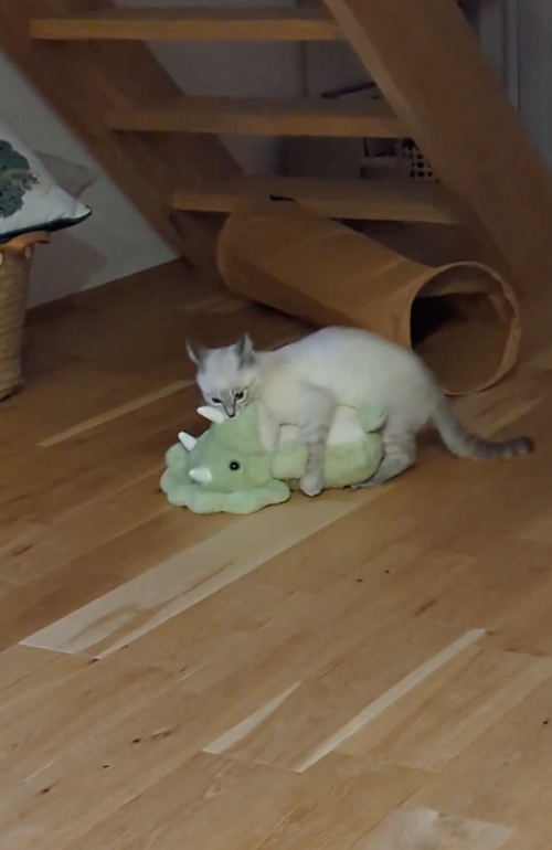 ぬいぐるみとトンネルに入りたい猫