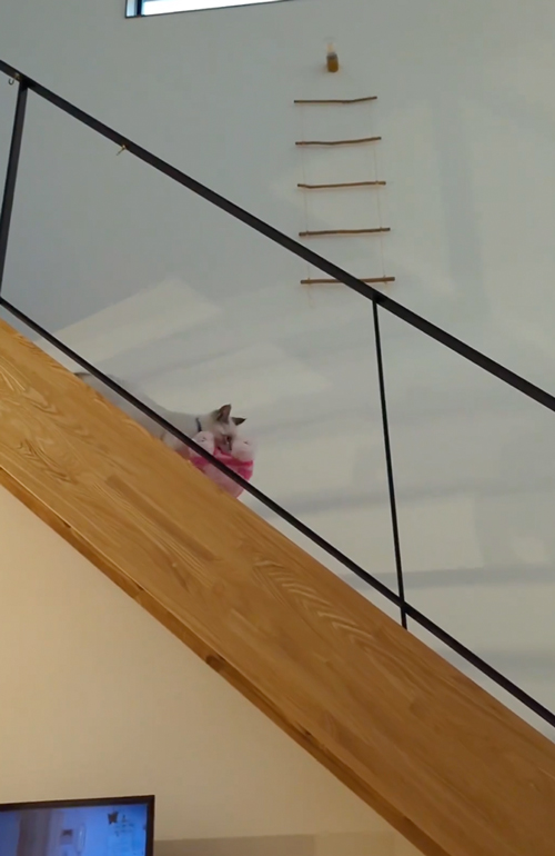 ぬいぐるみを運ぶ猫