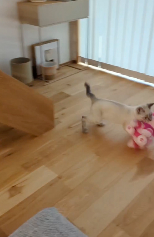 ぬいぐるみを運ぶ猫