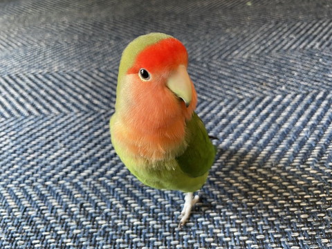 ポーズとるインコ