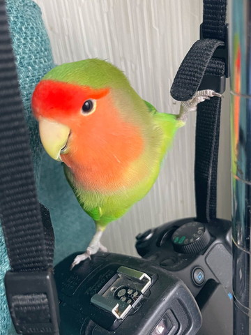 開脚するインコ