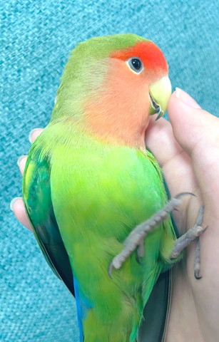 手のひらにインコ