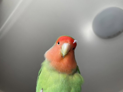 頭にごみついてるインコ
