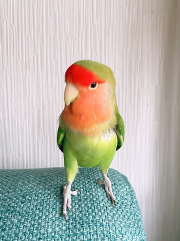 ソファに座るインコ