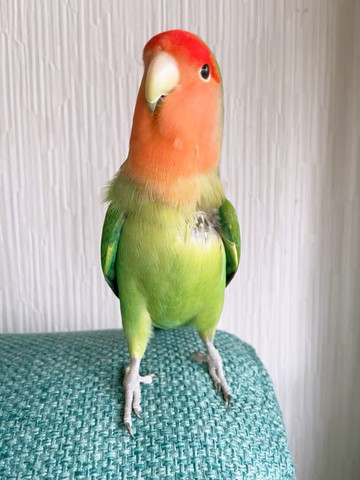 背伸びしてるインコ