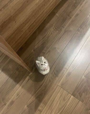 上目遣い子猫