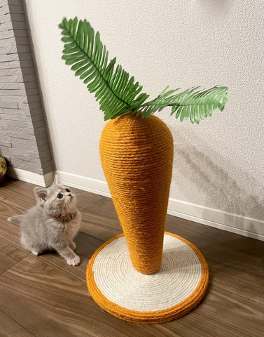ニンジンと子猫