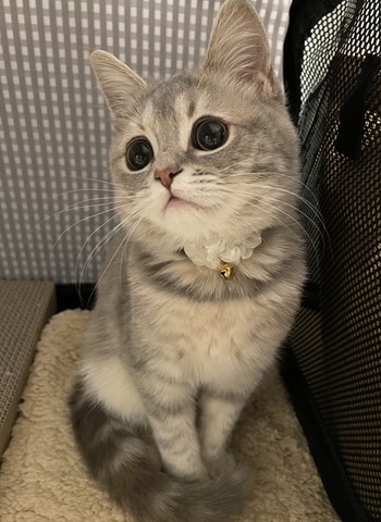 おめめくりくり猫お座り