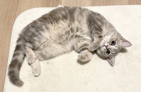 ヘソ天猫