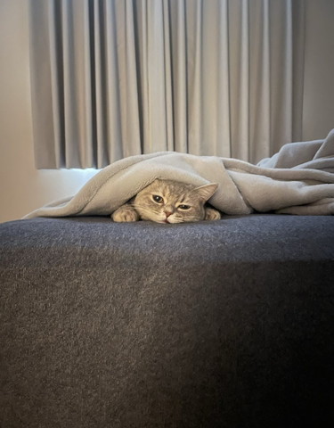 布団かぶる猫