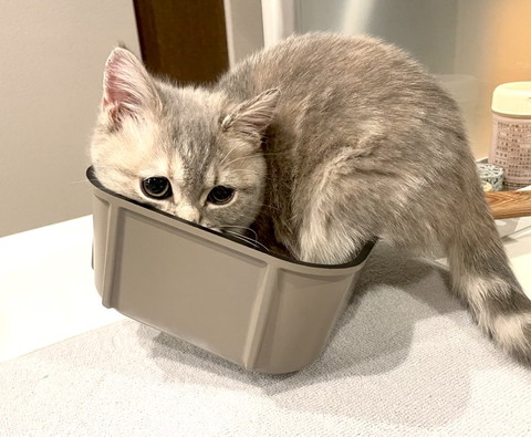 箱に入ろうとする猫