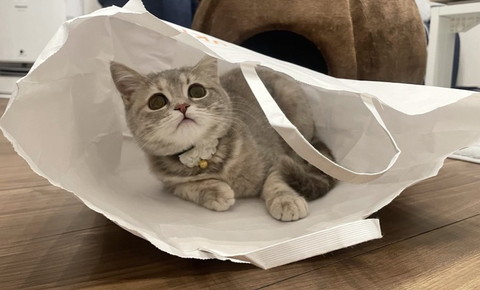 紙袋に入る猫