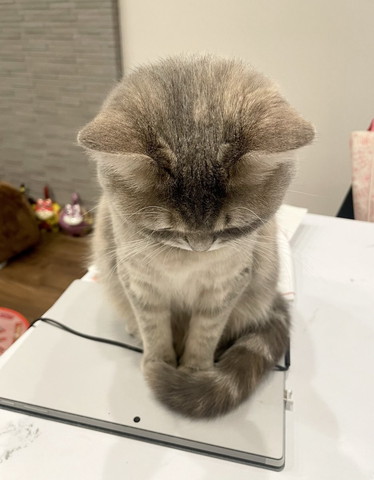 パソコンの上にお座り猫後頭部