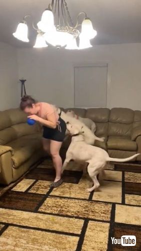 風船で遊びたい犬たち